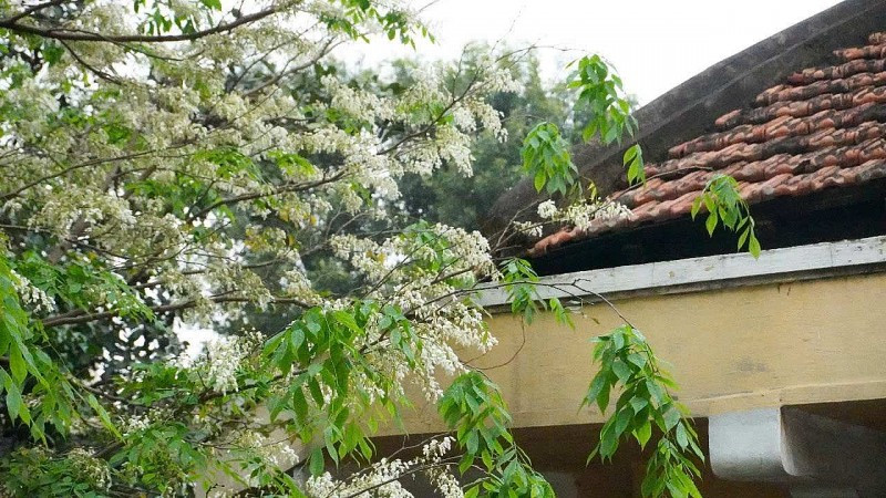 Dự báo thời tiết đêm nay và ngày mai 23/3: Hà Nội và các khu vực trên cả nước