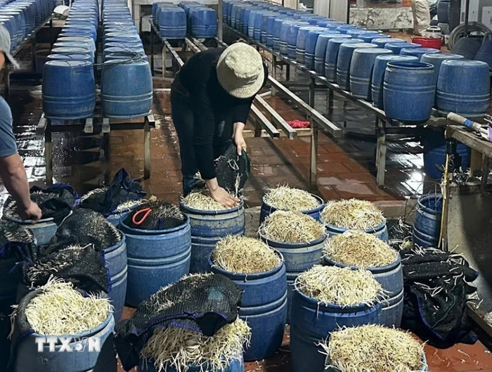 Sản xuất giá đỗ. Ảnh: TTXVN