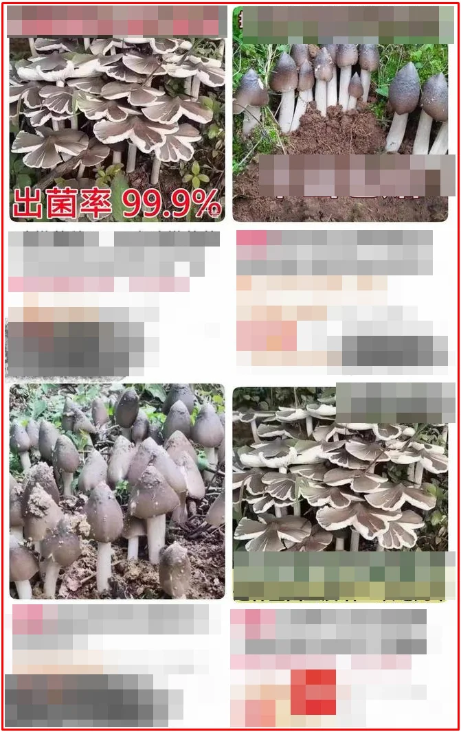 hat-giong-nam-duoc-ban-tai-nhieu-cua-hang-1753605249.jpg