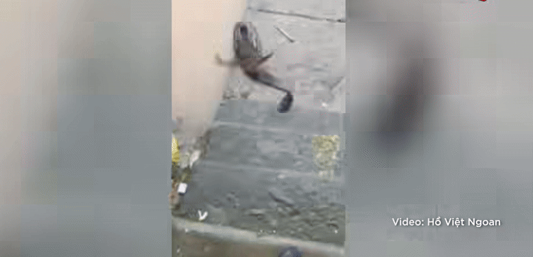 anh-gif-danh-roi-ca-phong-sinh-1757168449.gif
