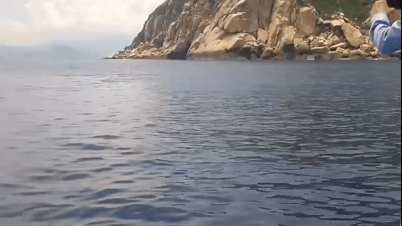 dan-ca-heo-boi-tung-tang-tai-vung-bien-gan-hon-dung-vinh-nha-trang-1747705855.gif