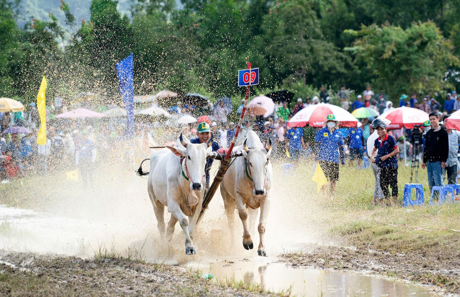 hoi-dua-bo-bay-nui-an-giang-1758645701.jpg