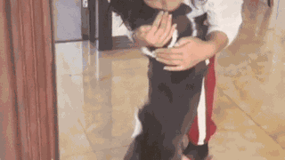 Clip: Chú chó khóc nức nở như đứa trẻ khi gặp lại chủ nhân sau 1 tháng xa cách