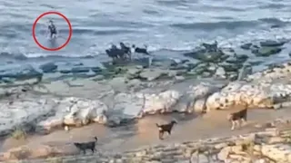 Bị đàn chó hoang truy đuổi, bé trai có cách thoát thân cực thông minh