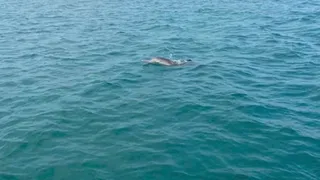 Quảng Ninh: Xuất hiện đàn cá heo tại vùng biển Cô Tô