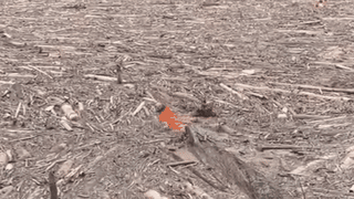 Xúc động clip cán bộ công an bơi giữa dòng củi rác tìm kiếm người mất tích