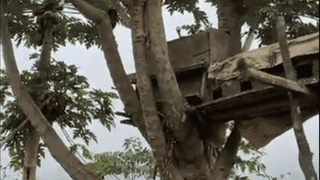 Cây đu đủ cao hơn 8m ra quả sai, 4 triệu người xem không thể tin nổi