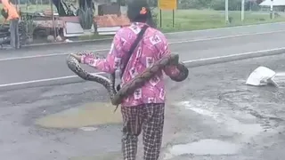 Clip: Người phụ nữ tay không bắt con trăn dài 2 mét giữa đường, ai xem cũng 'lạnh gáy'