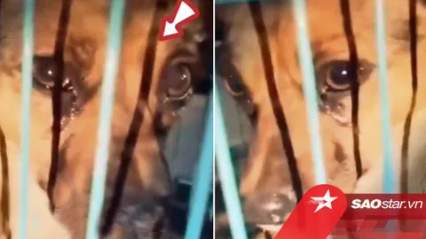 Xôn xao chú chó khóc nức nở được giải cứu lúc sắp lên lò mổ