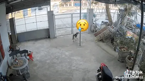 Clip: Xe tải chở thép tuột bánh xe tự chế văng trúng cụ bà đi bộ
