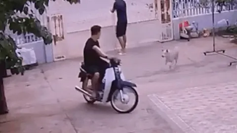 Clip: Thanh niên nhận cái kết khi nghe lời "nó không cắn đâu"