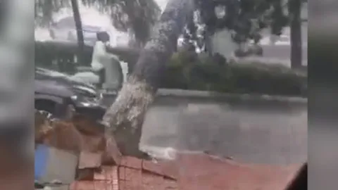 Clip: Cô gái thoát nạn trong gang tấc khi cây đổ suýt vào người