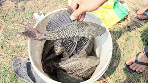 Gia đình khó khăn, bé gái ngoan hiền bắt cá lau kính ăn rồi tử vong thương tâm
