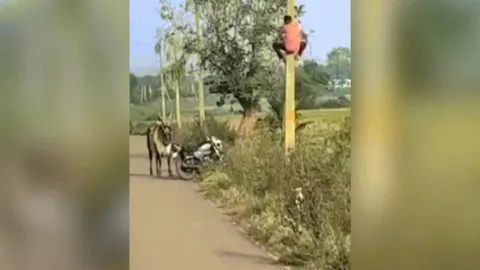 Clip: Cười chảy nước mắt với thanh niên xe máy trèo cột điện tránh bò truy đuổi