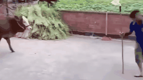 Luyện võ ra oai với chú bò, người đàn ông gặp cảnh dở khóc dở cười