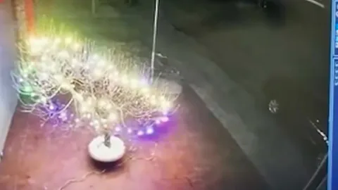 Trưng đào chơi Tết lung linh trước cửa, gia chủ ngỡ ngàng khi thấy cảnh qua camera