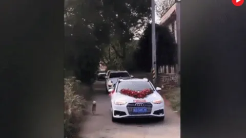 Không nỡ rời xa cô chủ, chú chó trung thành đuổi theo đoàn xe rước dâu suốt 10 km