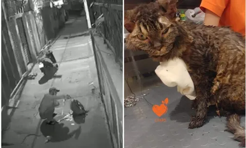 Rợn người clip thanh niên châm lửa thiêu sống mèo: Chú mèo cơ thể rực lửa đau đớn lao đi trong đêm