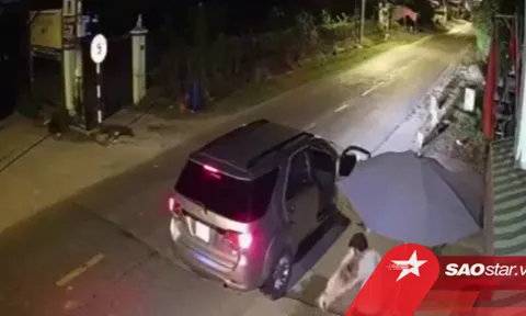 Clip: Nhóm 'cẩu tặc' đi ô tô, dùng súng bắn điện trộm chó chỉ trong vài giây rồi tẩu thoát