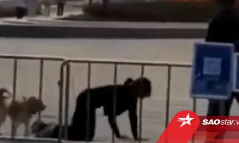 Clip: Tự đeo dây xích vào cổ, cô gái bò lồm cồm trên đất cùng chó cưng gây xôn xao dư luận