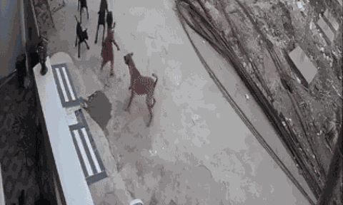 Bé gái bị đàn chó xâu xé, phút giằng co khiến nhiều người nín thở dõi theo