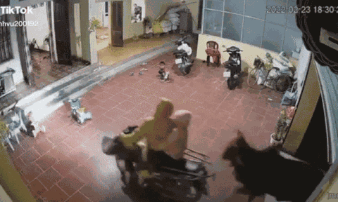 Clip: Thấy 'vị khách không mời' lao thẳng vào nhà, cả gia đình chạy tán loạn thoát thân