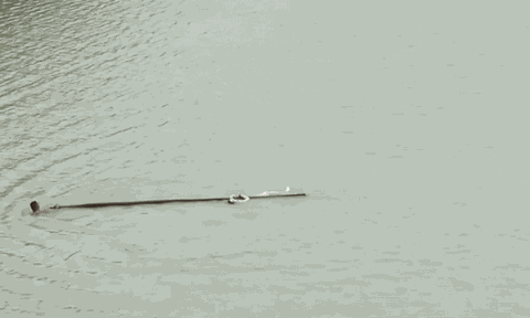 Clip: Buồn chuyện tình cảm cô gái trẻ nhảy sông tự tử, 'nín thở' theo dõi cảnh 'người hùng' giải cứu