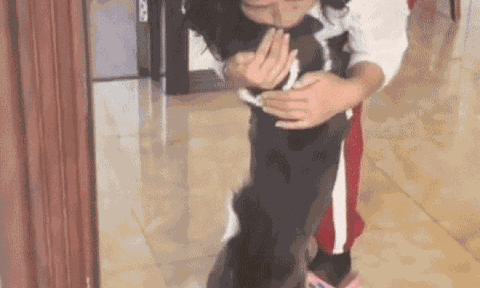 Clip: Chú chó khóc nức nở như đứa trẻ khi gặp lại chủ nhân sau 1 tháng xa cách