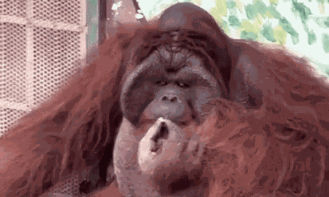 Xôn xao clip đười ươi trong Thảo Cầm Viên Sài Gòn phì phèo điếu thuốc