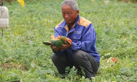 Vụ ruộng dưa hấu của cụ ông bị phá hoại: Quyết định bất ngờ của đôi vợ chồng già khiến tất cả cảm động