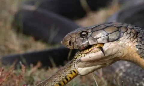 Trận kịch chiến sống còn giữa trăn gấm và hổ mang chúa