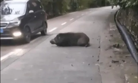 Clip: Xe con bất ngờ bị lợn rừng tấn công húc vỡ cản trước