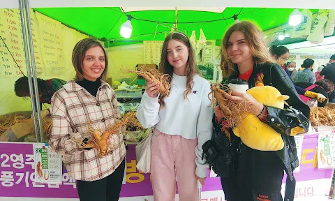 Nhân sâm Cao Ly! Nhân sâm Hàn Quốc chính thức kết thúc mùa thu hoạch