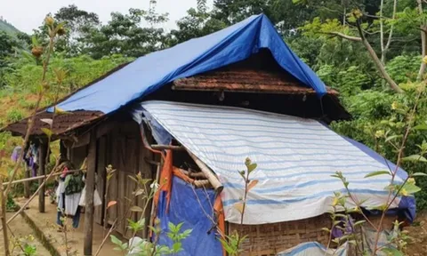 Bé gái 11 tuổi mang thai ở Phú Thọ hiện tình trạng ra sao?