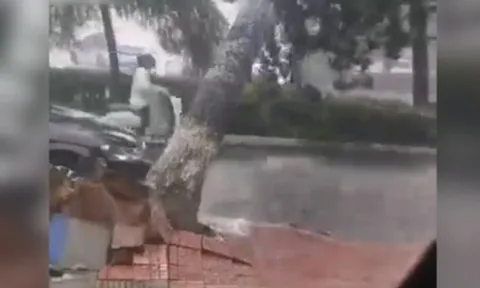 Clip: Cô gái thoát nạn trong gang tấc khi cây đổ suýt vào người
