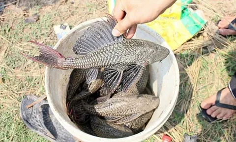 Gia đình khó khăn, bé gái ngoan hiền bắt cá lau kính ăn rồi tử vong thương tâm