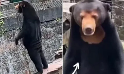 Tranh cãi chú gấu trong sở thú đứng bằng 2 chân, vẫy tay 'như người'