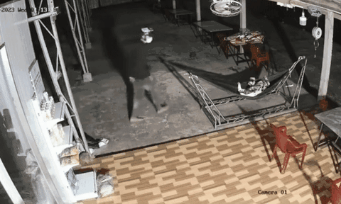 Tốn bao cơm gạo nuôi chó trông nhà, gia chủ bất lực khi xem lại camera