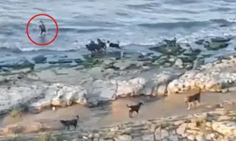 Bị đàn chó hoang truy đuổi, bé trai có cách thoát thân cực thông minh