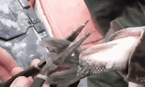 Câu được con cá lớn, người đàn ông không ngờ đến món hời đính kèm