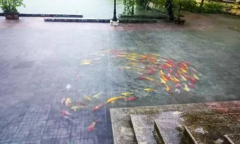 Đàn cá Koi vượt ao bơi tung tăng trên sân Uỷ ban huyện, clip ghi cảnh hy hữu