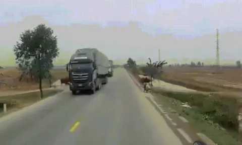 Clip: Ô tô xử lý chủ quan đâm bay con bò chạy sang đường