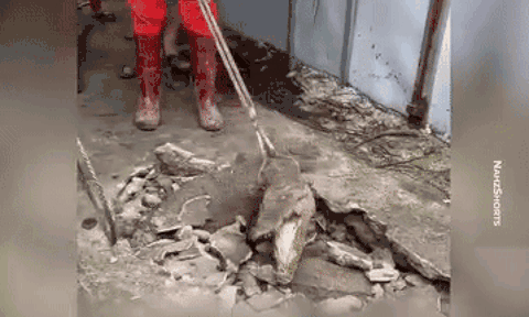 Nghe âm thanh lạ dưới nền gạch, người dân đập vỡ liền bất ngờ với cảnh trước mắt