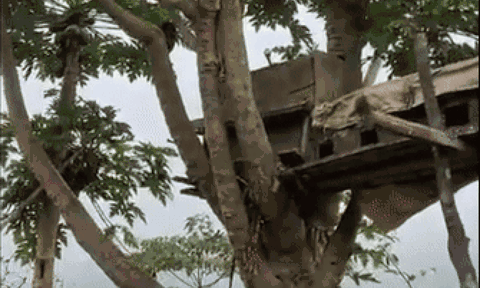 Cây đu đủ cao hơn 8m ra quả sai, 4 triệu người xem không thể tin nổi