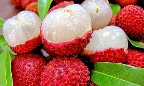 Quả Vải: Dược liệu quý hay “Kẻ hai mặt”?