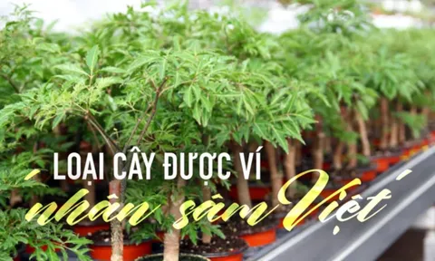 Loại cây dân dã được ví như 'nhân sâm Việt', nhưng không phải ai cũng biết cách trồng để hưởng lộc