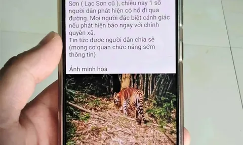 Rộ tin hổ xuất hiện ở Phú Thọ, chính quyền địa phương nói gì?