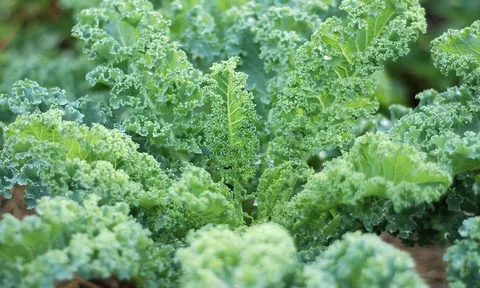 4 loại rau được xem như 'báu vật' vào mùa đông