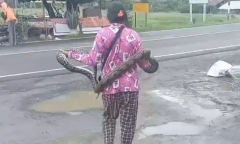 Clip: Người phụ nữ tay không bắt con trăn dài 2 mét giữa đường, ai xem cũng 'lạnh gáy'