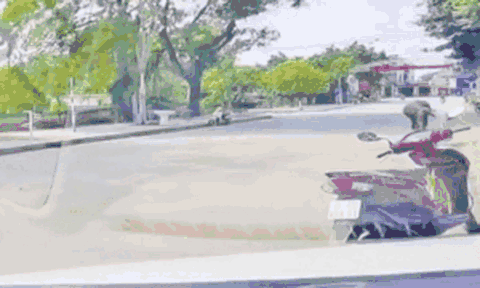 Clip: Trâu điên húc gãy xương sườn người phụ nữ ở Thanh Hoá